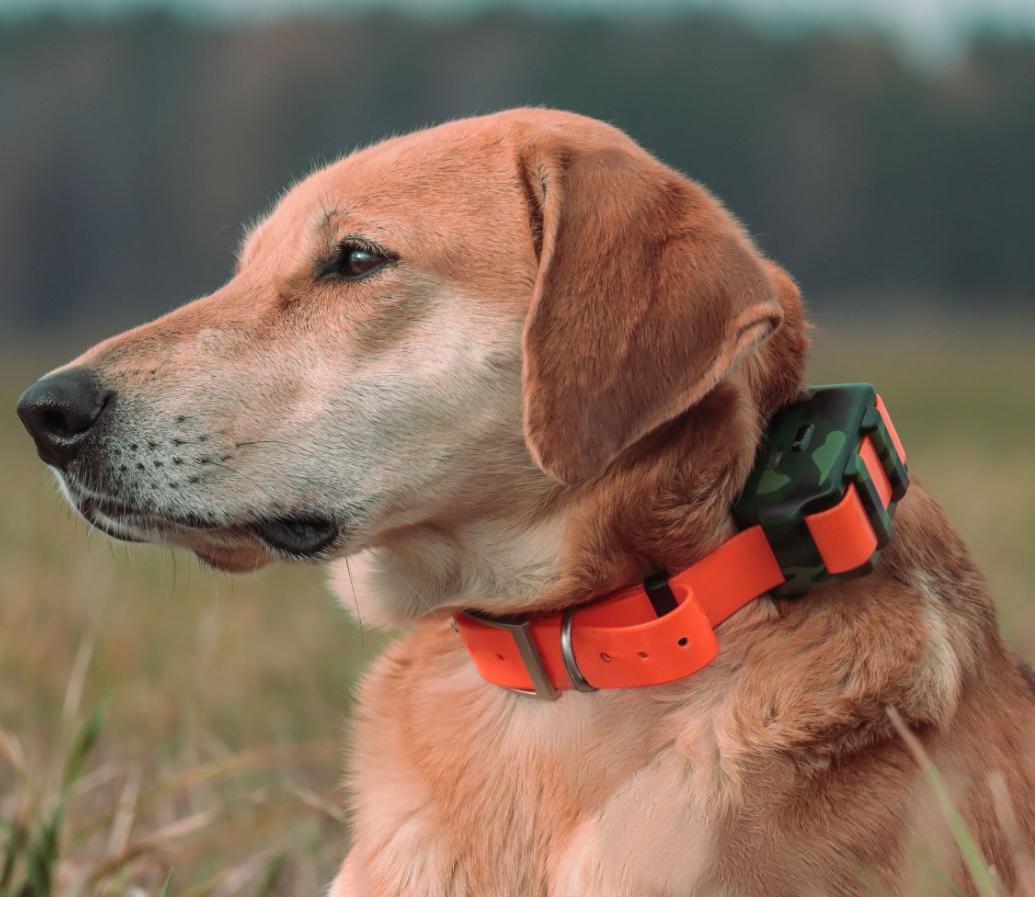 Outdoor Hunting Dog Collar - IP68防水ハンティングドッグ用ロケーター、屋外森林狩猟用リアルタイム追跡ICAR IK122M 2000mah犬用GPS首輪、4G GPSトラッカー