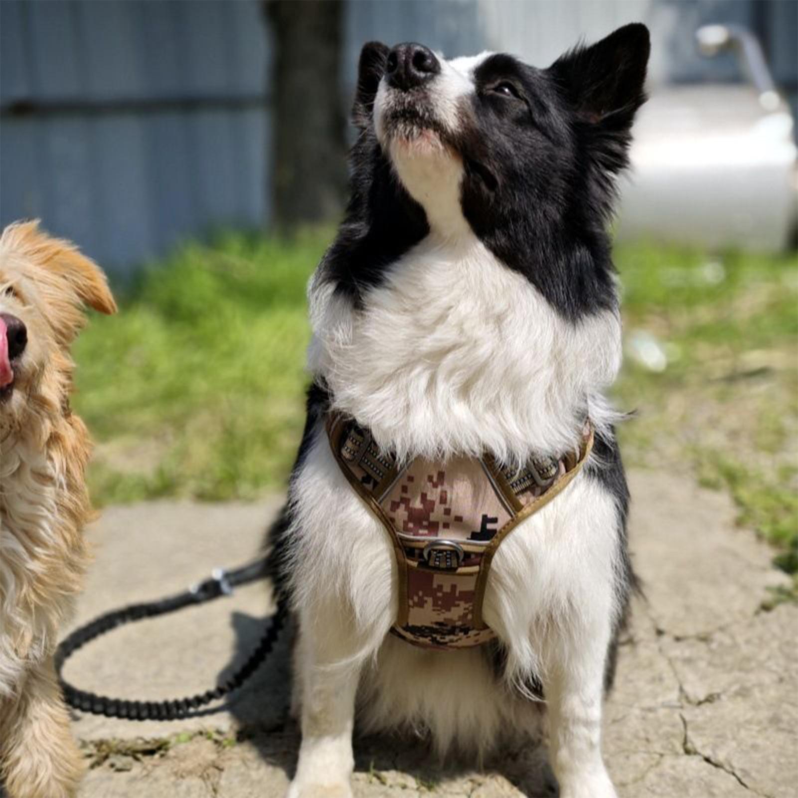 Outdoor Hunting Dog Collar - 犬用ハーネス メタルバックル 犬の訓練用ハーネス ベスト 調節可能な首輪 中型