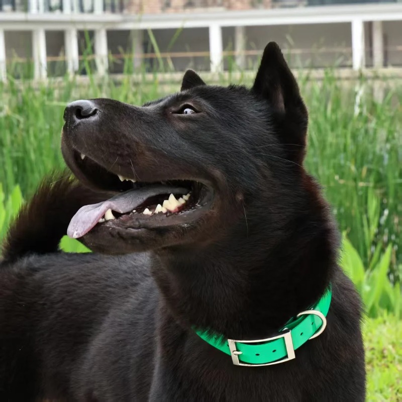 幅2.5cmの頑丈なTPU製犬用首輪、防水ハンティング用調整 - Hunting Dog Outdoor のレビューと価格