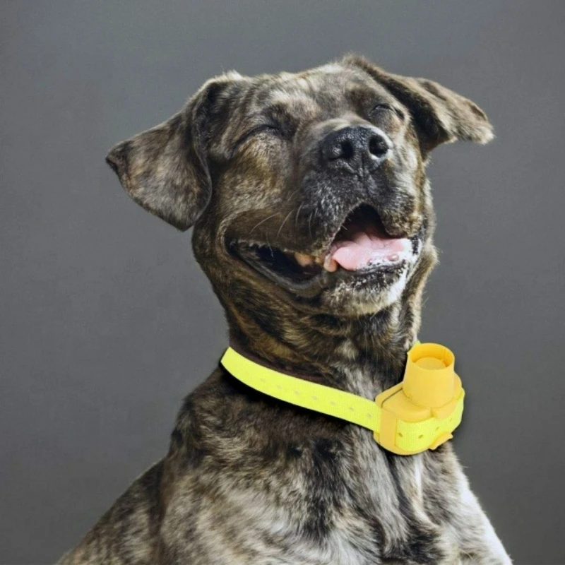 改良型屋外ハンティングドッグビーパーカラー、防水ブザー追跡ト - Outdoor Hunting Dog Collar のレビューと価格